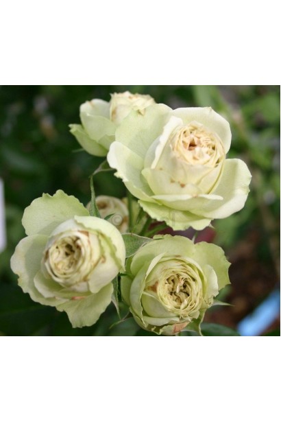 Троянда Лавлі Грін - махрові напіввідкриті бутони